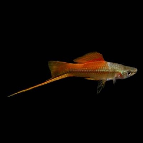 Xiphophorus helleri - Porte épée ananas ML